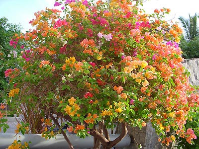 Bougainvillea