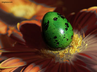 Яйце и цвете