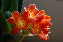 Miniata Clivia