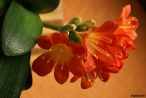 цвете Clivia Miniata