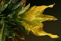 Codiaeum variegatum (Croton)