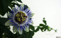 Passiflora