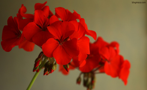 Едроцветни английски — Pelargonium regale