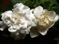 gardenia