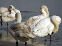swan photo