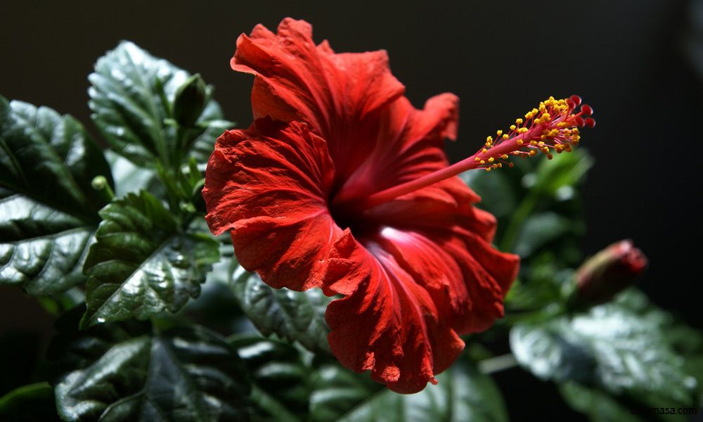 уникални снимки на цветя