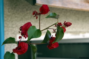 red Bougainvillea