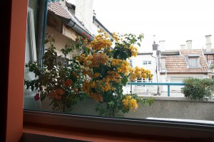 балкон цветя Бугенвилия