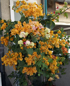 Бугенвилия Bougainvillea на балкон