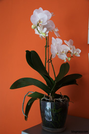 Phalaenopsis