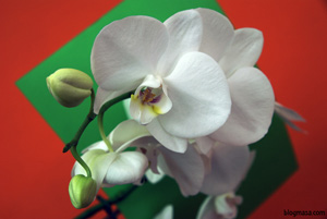 orchidaceae