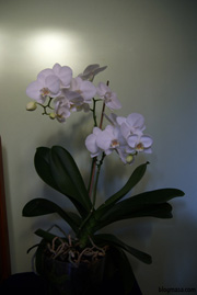 orchids