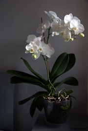 phalaenopsis