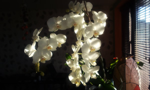 orchidaceae white