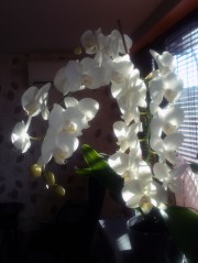 снимка на бяла орхидея