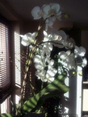 orchidaceae photo