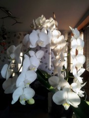 white orchidaceae