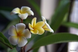 plumeria българия