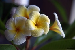 plumeria rubra