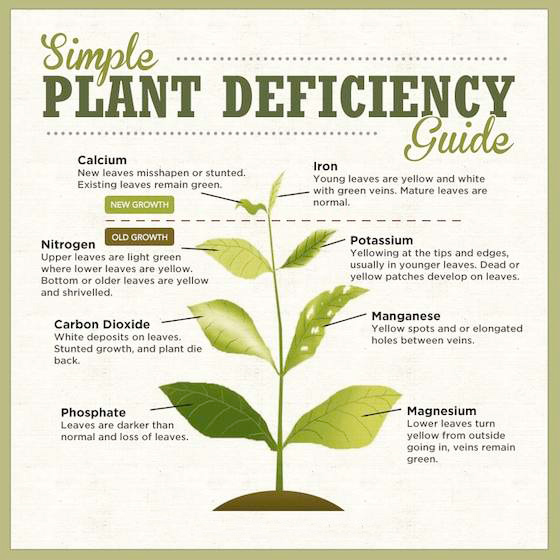 deficiency guide plant