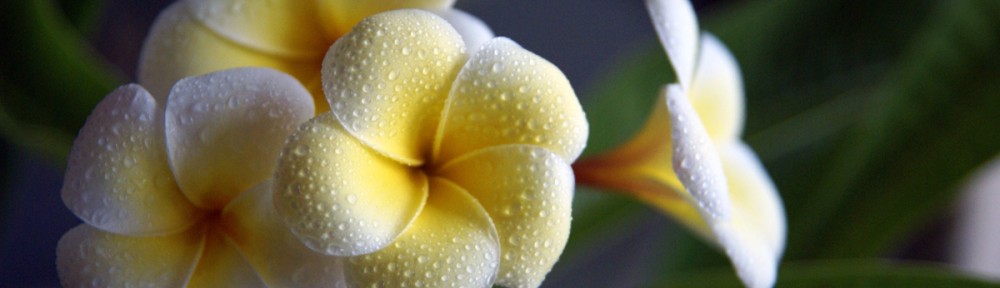 plumeria rubra cover